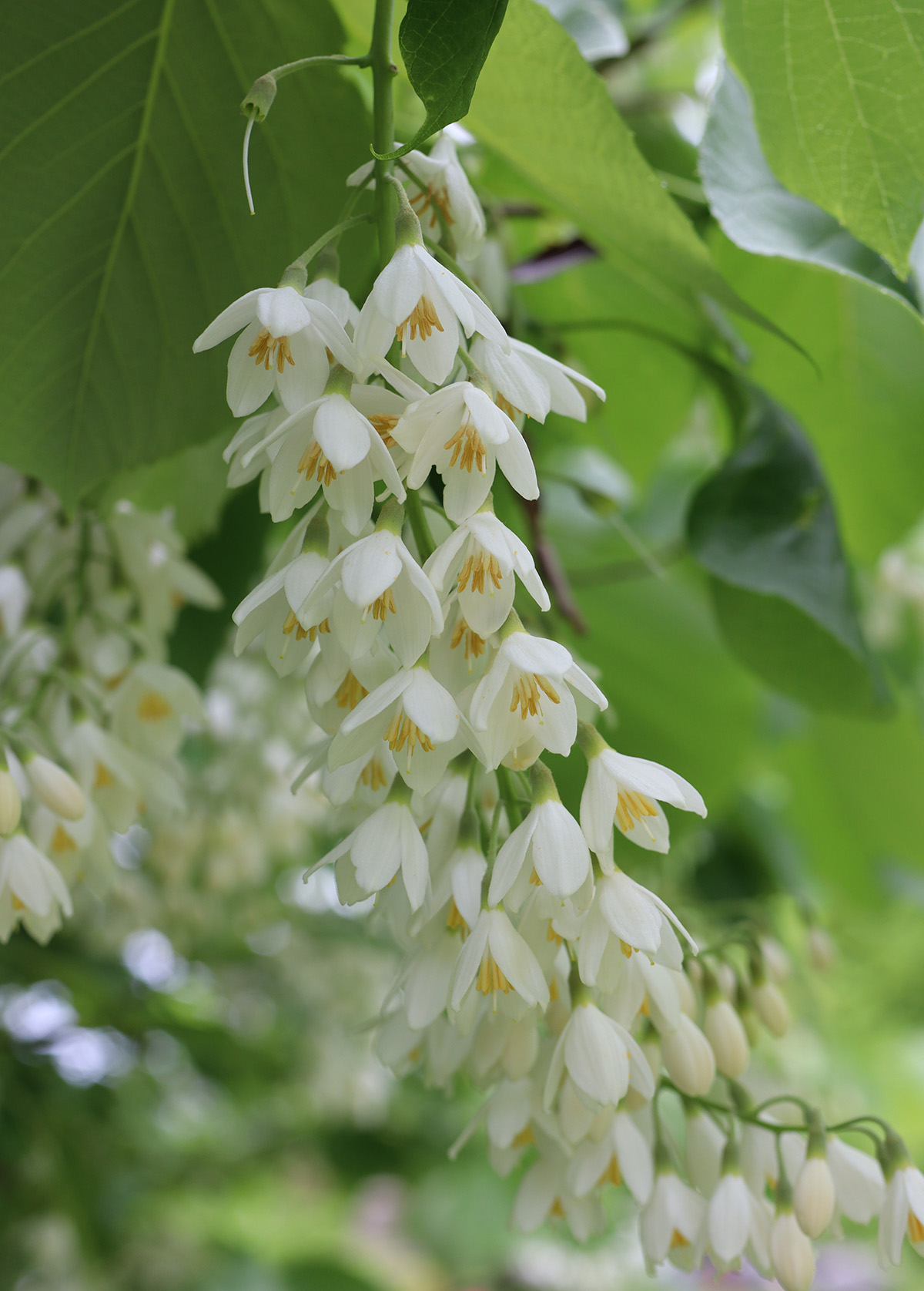 Fragrant Snowbell: A Shrub with Scented Flowers that Make a Delicious ...