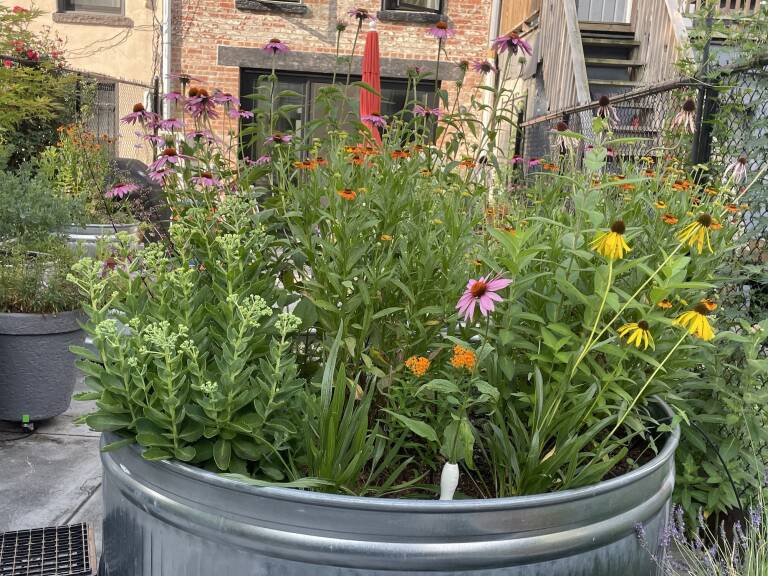 Pollinator Container Gardens: How to Plant a Pot that Will Attract ...