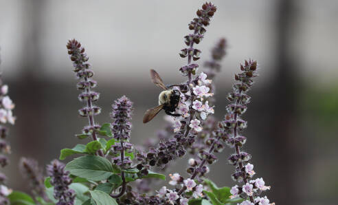 African Blue Basil: Long-Blooming and Beloved by Pollinators