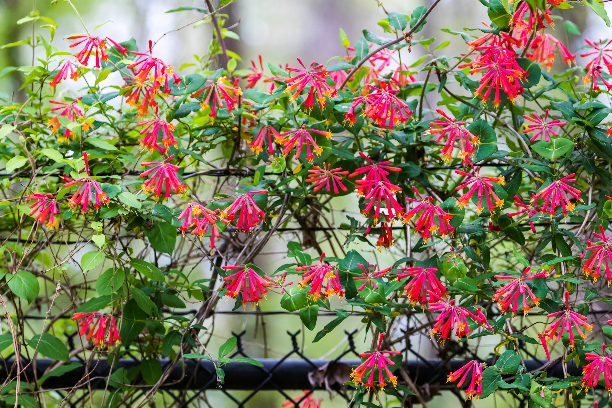 Native Vines Native Vines: Experts Share Their Favorite Native Climbers
