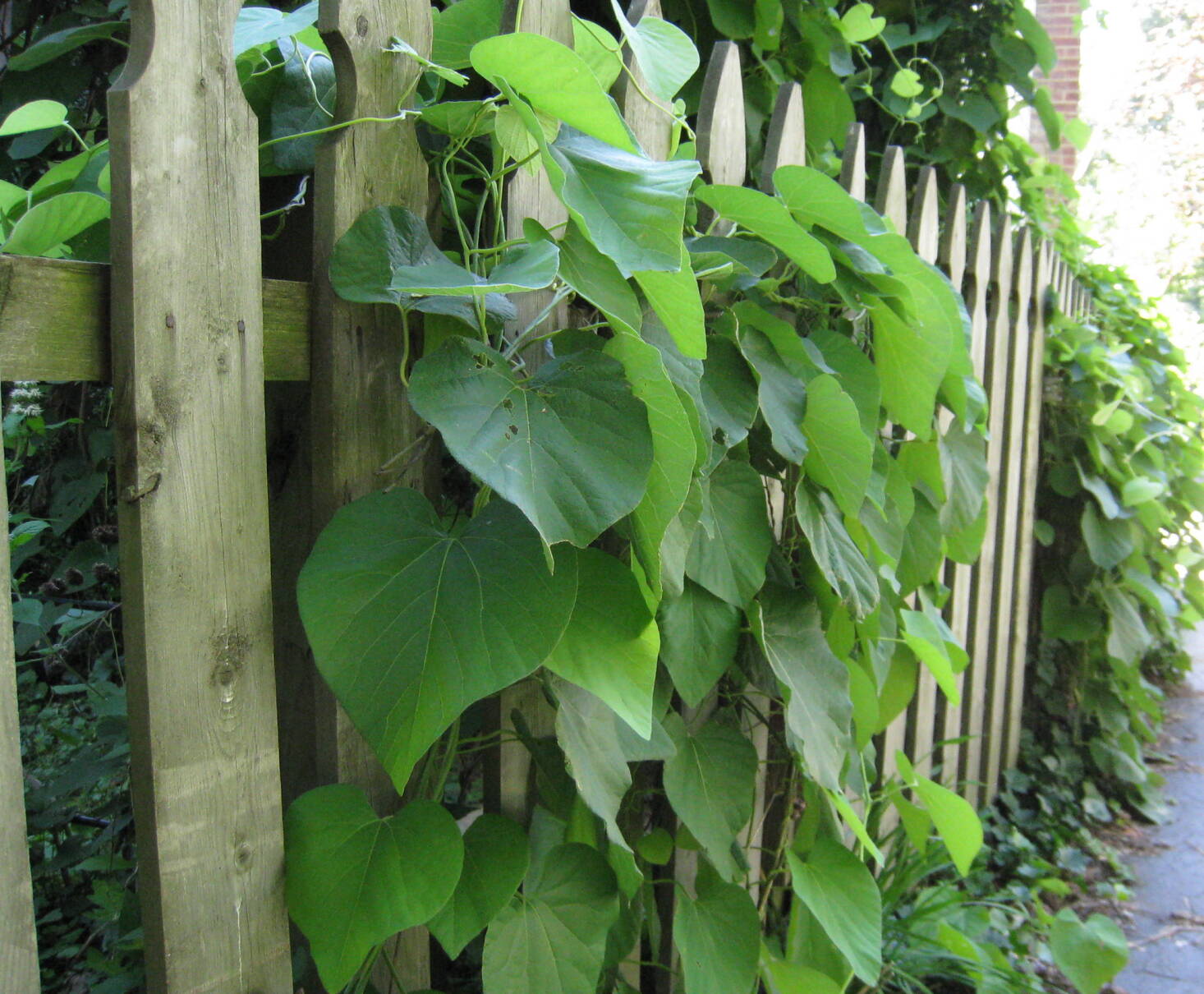 Native Vines Native Vines: Experts Share Their Favorite Native Climbers