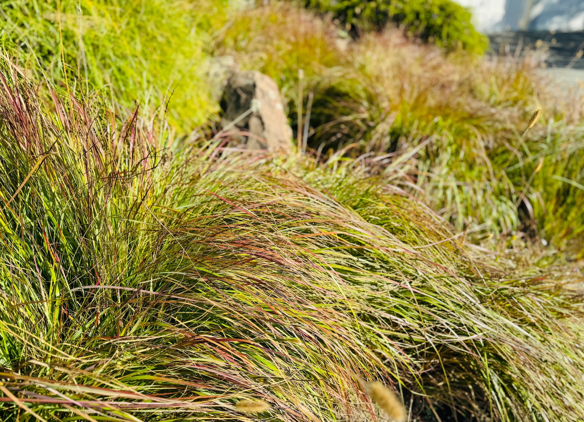 Red Bunny Tails: How to Grow Pennisetum Massiacum Grass in Your Garden