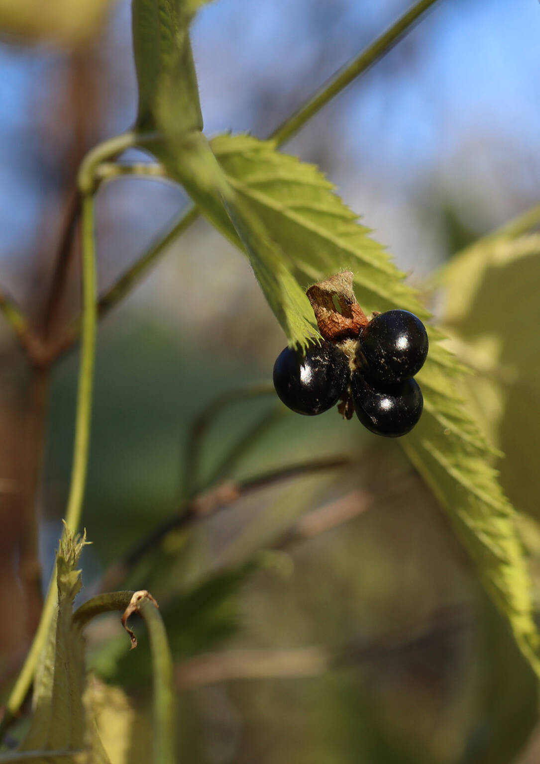 How to Identify Invasive Plants by Their Winter Berries