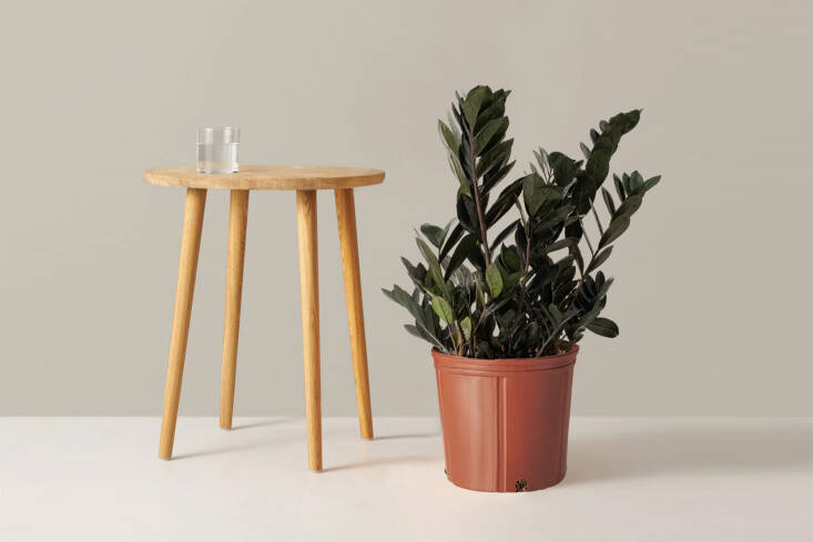 The Black ZZ Plant sports near-black leaves; \$49 for the plant without a pot at The Sill.
