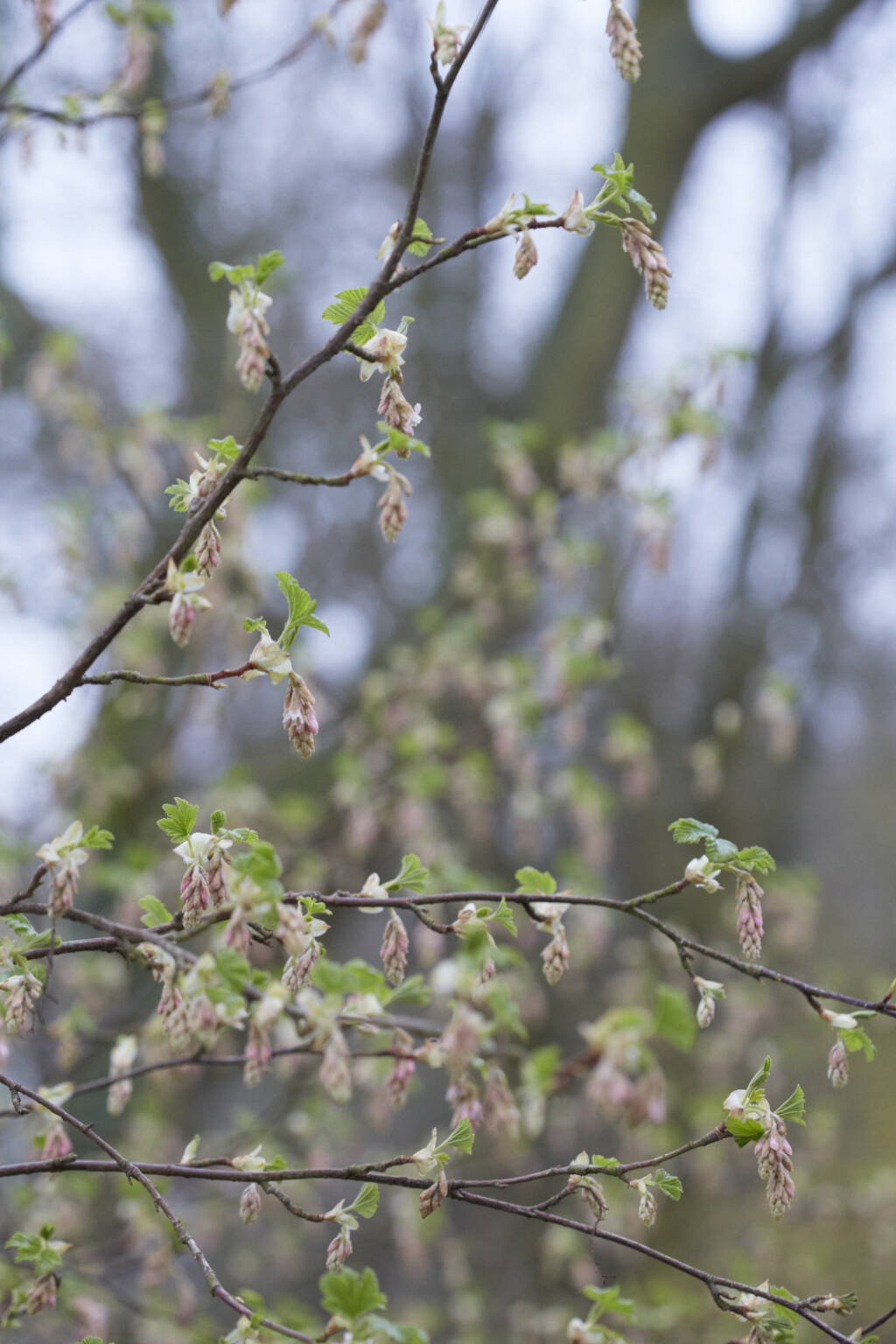 Currant Tree Flower Flowering Currant: How to Grow Ribes Sanguineum