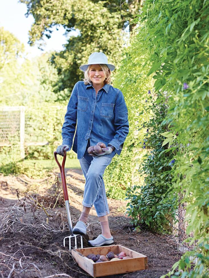 Harvesting potatoes. Photograph by John Kernick, from Martha Stewart&#8\2\17;s Gardening Handbook.