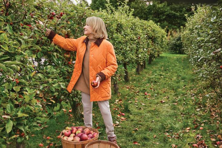 Stewart picks apples in her orchard that has more than \200 different fruit trees. The largest orchard is dedicated to apples, and Stewart’s favorites include: Baldwin, Black Oxford, Cortland, Cox’s Orange, Pippin, Esopus Spitzenburg, Fuji, Golden Russet, Grimes Golden, Honeycrisp, Liberty Redfield, Roxbury Russet, and Wyndham Russet. Photograph by Victor Demarchelier.