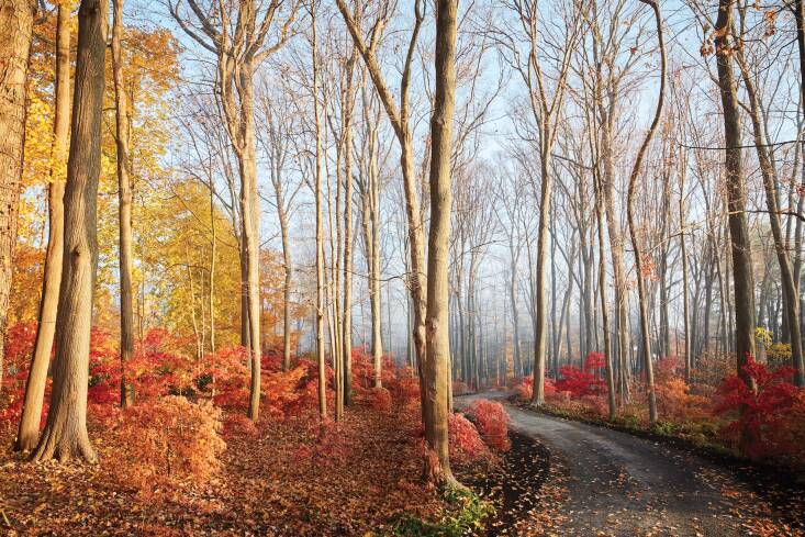 “I became enamored with Japanese maples when I first visited Japan years ago, where I saw many types of this diminutive tree,” writes Stewart. “Entranced, I vowed to plant many different sides, forms, and colors in my own landscape. Today, more than 300 Japanese maples grace the woodlands in Stewart’s Bedford estate.&#8\2\2\1; Photograph by Ngoc Minh Ngo.