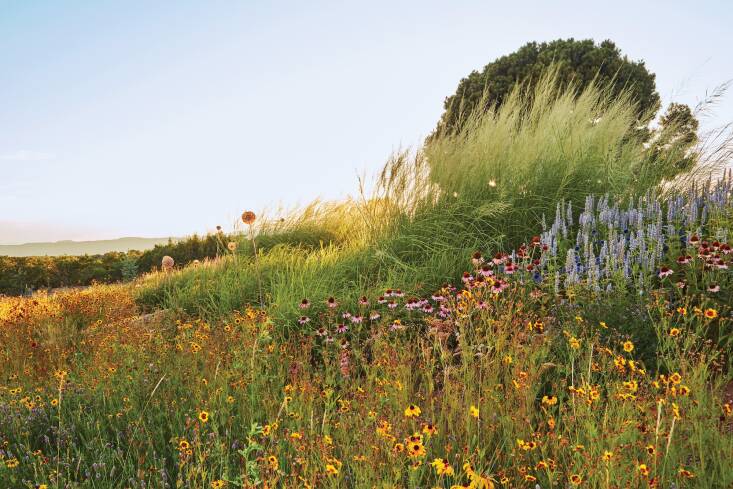 When shopping for wildflower seed, Stewart recommends looking for mixes that are “\100 percent perennials” with no fillers and that are appropriate for your region, including native-only mixes. Make sure the mix includes lots of clump-forming grasses, which are a major component of most naturally occurring meadows. Photograph by Caitlin Atkinson.