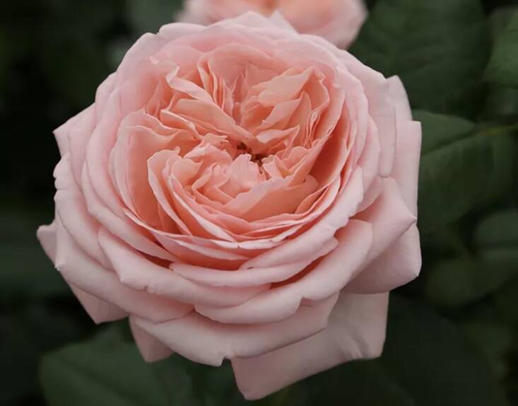 &#8\2\16;Martha Stewart&#8\2\17; Hybrid Tea Rose at Edmunds&#8\2\17; Roses.