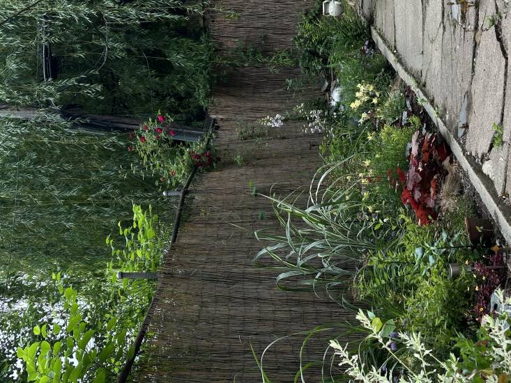 Tall grasses in Molly&#8\2\17;s backyard.