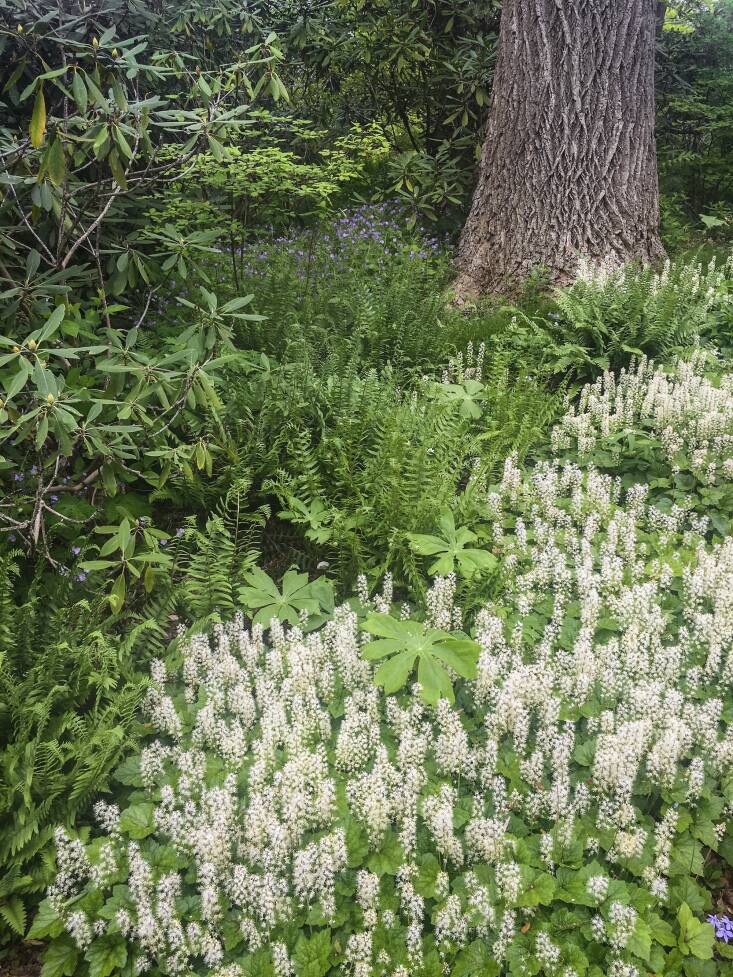 Running foamflower (Tiarella cordifolia), which blooms in spring and early summer, makes for an excellent weed-suppressing, insect-attracting ground cover.
