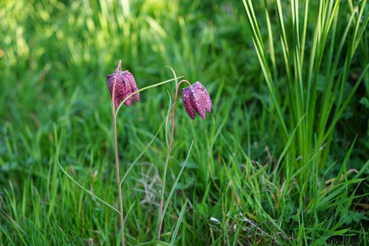 Fritillaria meleagris popping up from the grass in Thompson’s garden. Photograph by Jo Thompson.