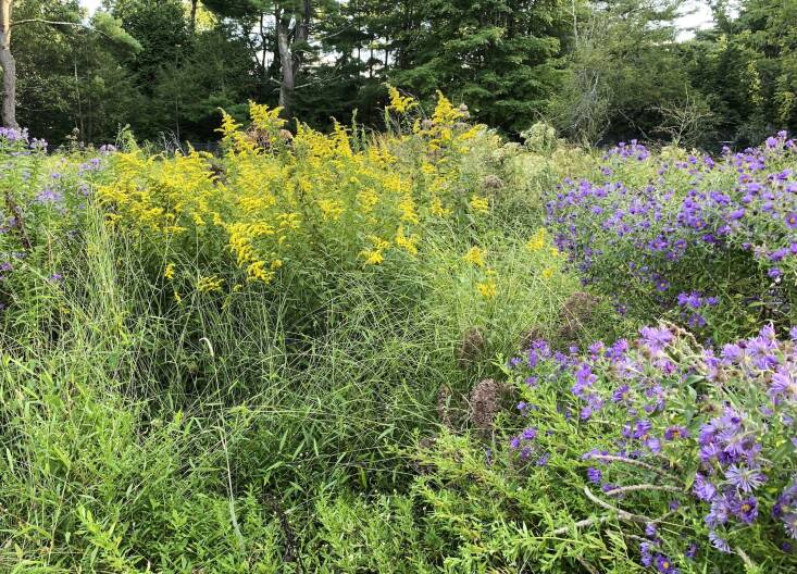 Goldenrod (Solidago spp.) is ranked near the top of the list of herbaceous plants across the country with regard to its ability to support caterpillars, so we can call them “keystone herbaceous plants.”