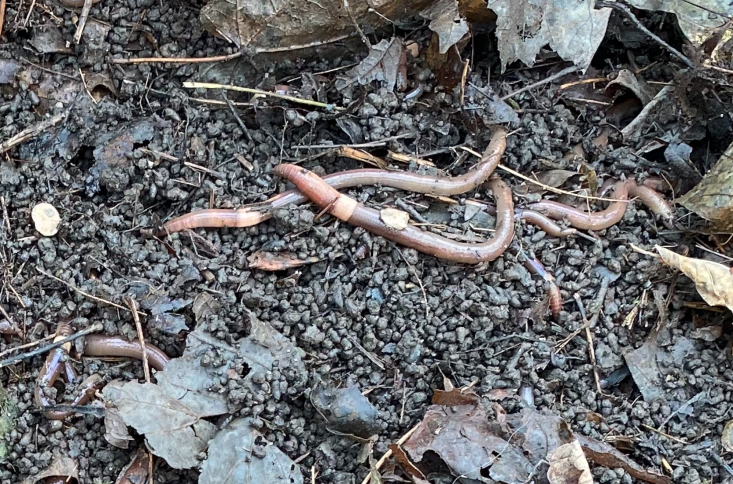 Adult-size jumping worms and their castings.