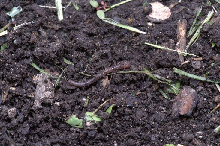 A juvenile jumping worm.