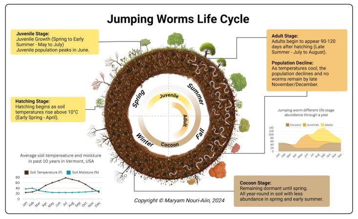The short life cycle of a jumping worm, courtesy of Nouri-Aiin. You likely won\2\17;t be able to see them until summer, when they mature. Then they die when the weather turns cold.