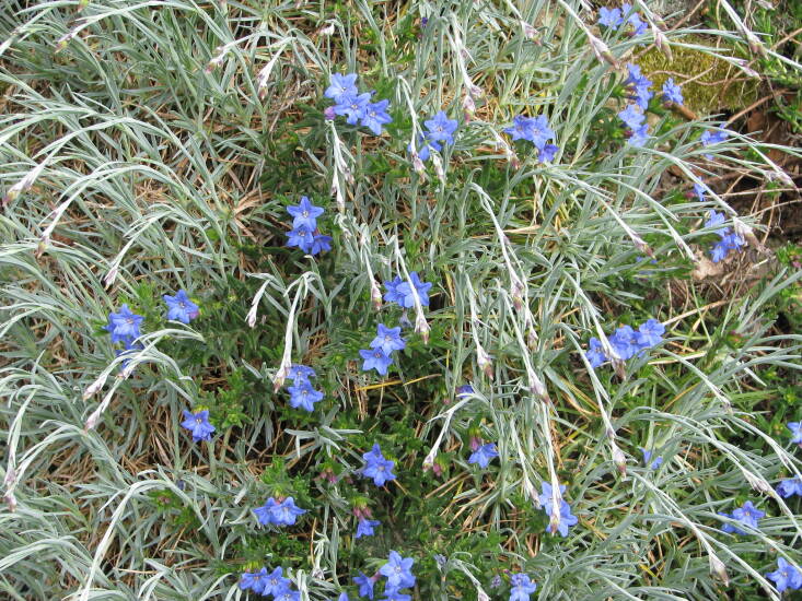 Lithodora by Peganum via Flickr