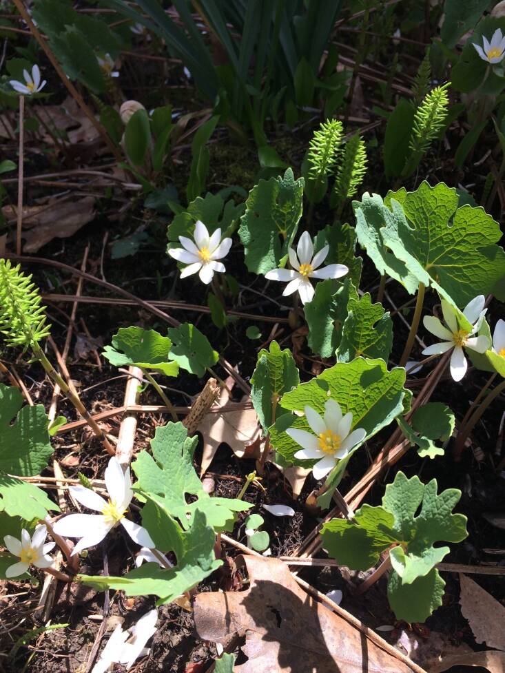 Every spring I look forward to seeing native bloodroot bloom. Ants have a symbiotic relationship with the wildflower called Myremecochory. Attracted to elaiosome, a rich fatty substance that covers bloodroot’s seeds, ants take the seeds back to their underground nests to feed on it. Once they eat it, the ants then “discard” the seeds there leaving them where they are protected from predators. Photograph by Melissa Ozawa.
