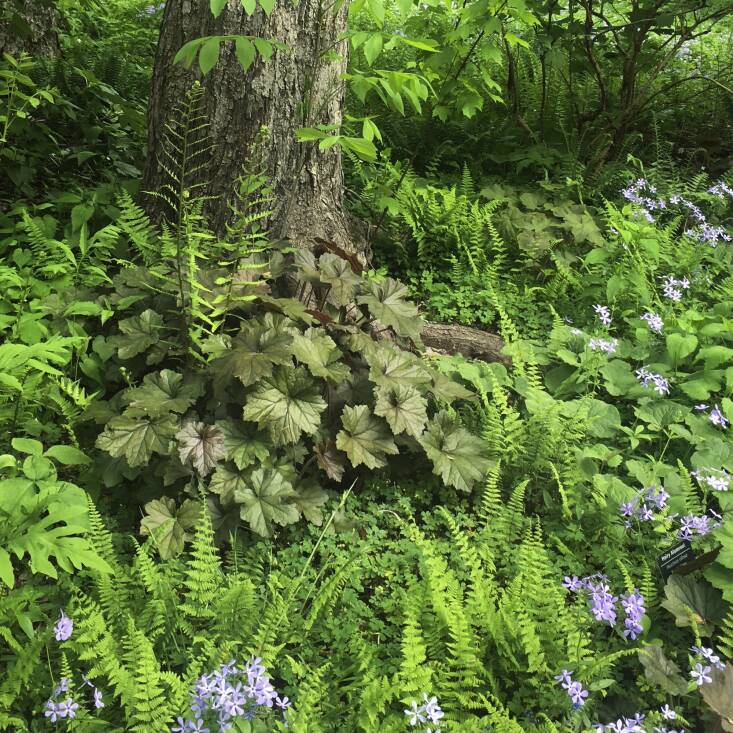 A soft landing of densely-planted ground covers beneath a tree provides a site for caterpillars to complete their life cycle, but it also helps a gardener out: The foliage will hide the leaves that fall from the tree and both leaf litter and dense planting will deter weeds.