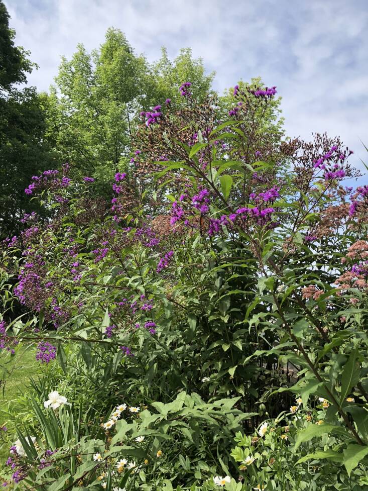 If you look close, you\2\17;ll see the monarch butterfly taking a rest on a stem of vibrant purple New York ironweed, which grows among mauve-flowered native Joe Pye weed in upstate New York.