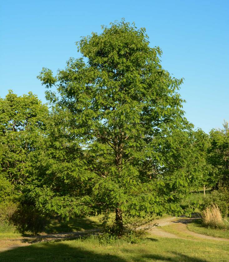 Photographed in \20\19, Doug planted this white oak from an acorn in \200\1. “Oaks grow much faster than people think,” he says. “Most of the ones I planted from acorns are now over 60 feet tall.”