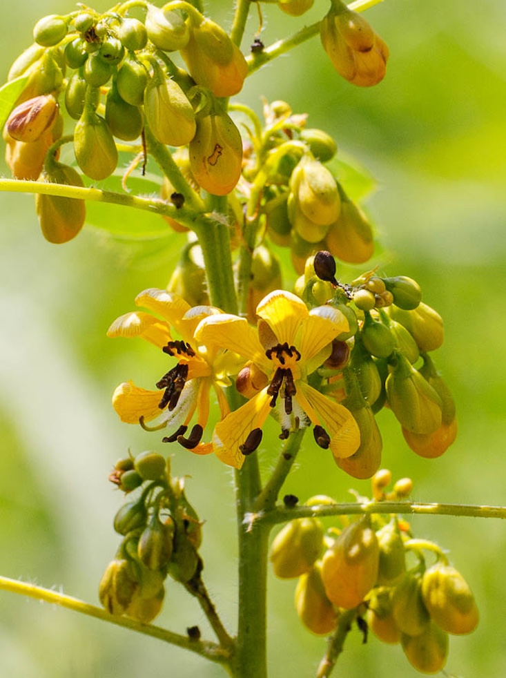 Wild Senna (Senna hebecarpa). Photograph by Mary Anne Borge.