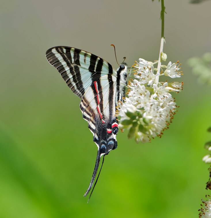 Doug captured a shot of this zebra swallowtail nectaring on Clethra (Sweet pepperbush) on his property.
