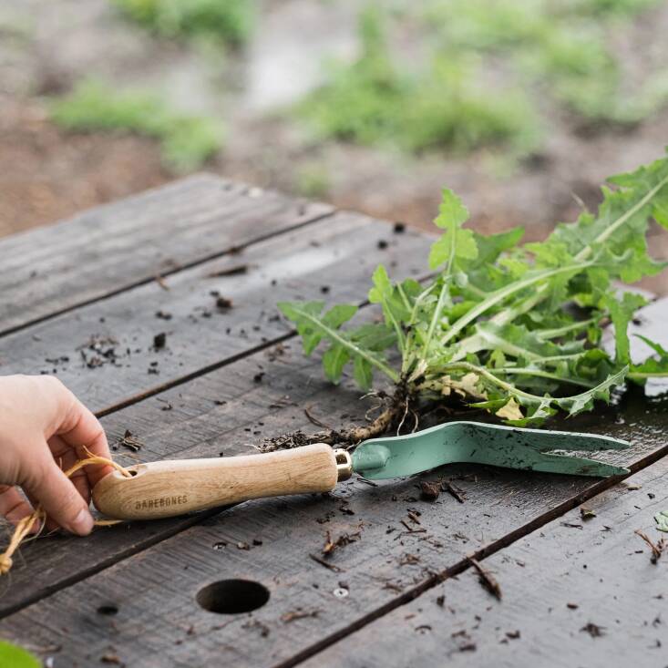Barebones Dandelion Weeding Fork is \$\29.99.