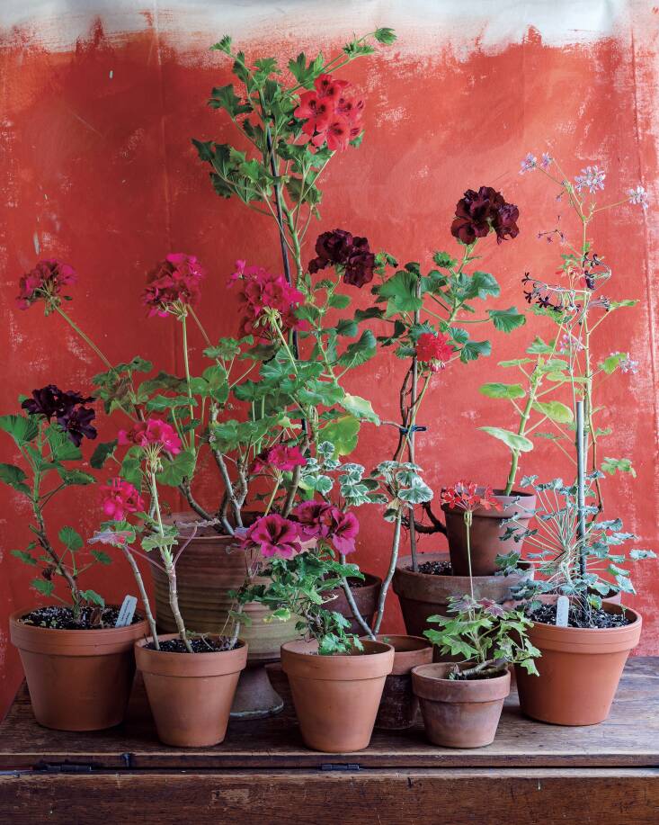 Palmer describes having “a pivotal moment with pelargoniums” while visiting the Olson House in Cushing, Maine, which was the location for Andrew Wyeth’s painting &#8\2\20;Christina’s World&#8\2\2\1;: “On wooden shelves built into one of the kitchen windows was a grouping of bright red pelargoniums in terra-cotta pots, placed in honor of the plants Wyeth painted while he visited the family,” Palmer writes. “I was incredibly moved by this connection to history.”