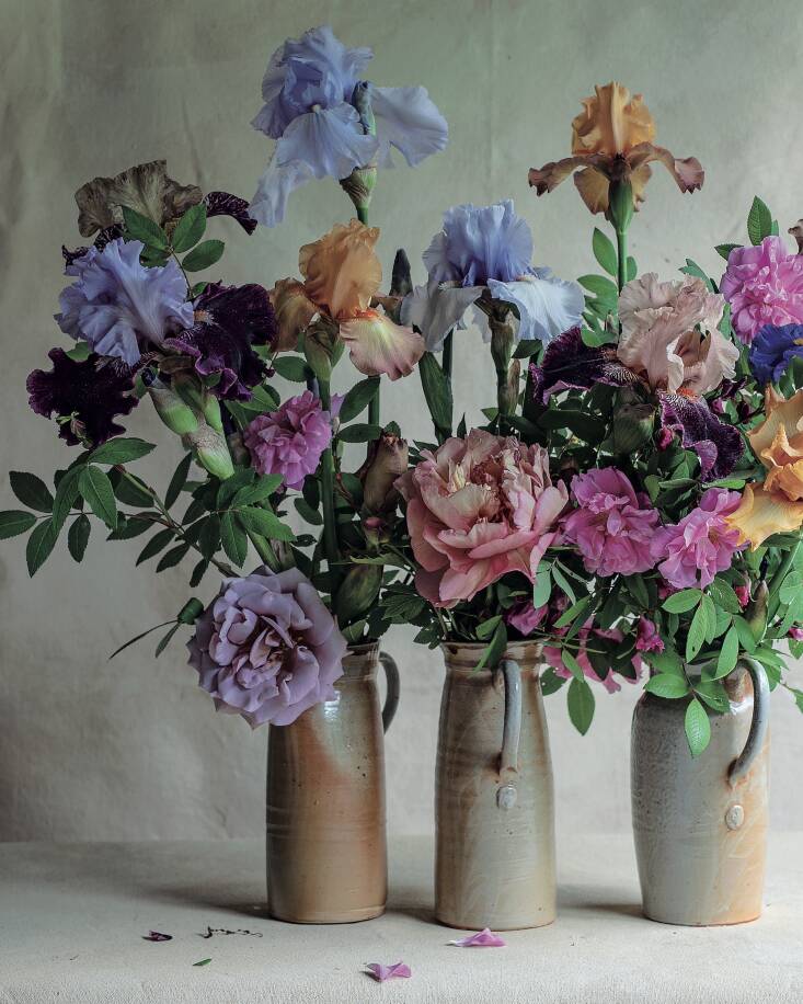 Palmer often sees flowers through the lens of art history. Of bearded irises, for example, she writes, “In \20\18, a magical exhibition of Cedric Morris’s iris paintings at the Garden Museum in London gave me a new appreciation of the history of this flower. Morris not only painted bearded iris portraits, he also cultivated the plants and introduced them for sale.”