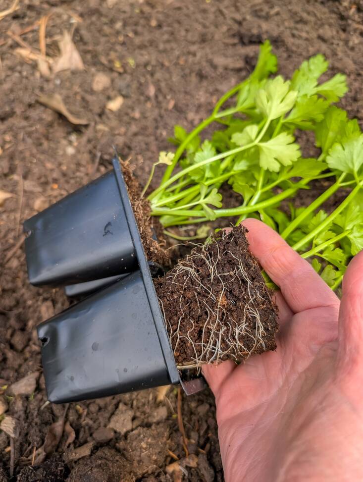Try not to disturb the roots. Be gentle when removing the plants from their pots. Pull the pot off the plant (as opposed to pulling the plant from the pot).