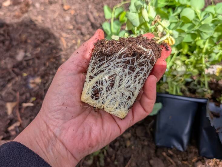 Got a rootbound plant? Gently spread the roots apart before transplanting.