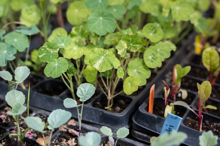 Seedlings in trays awaiting their new life outdoors.