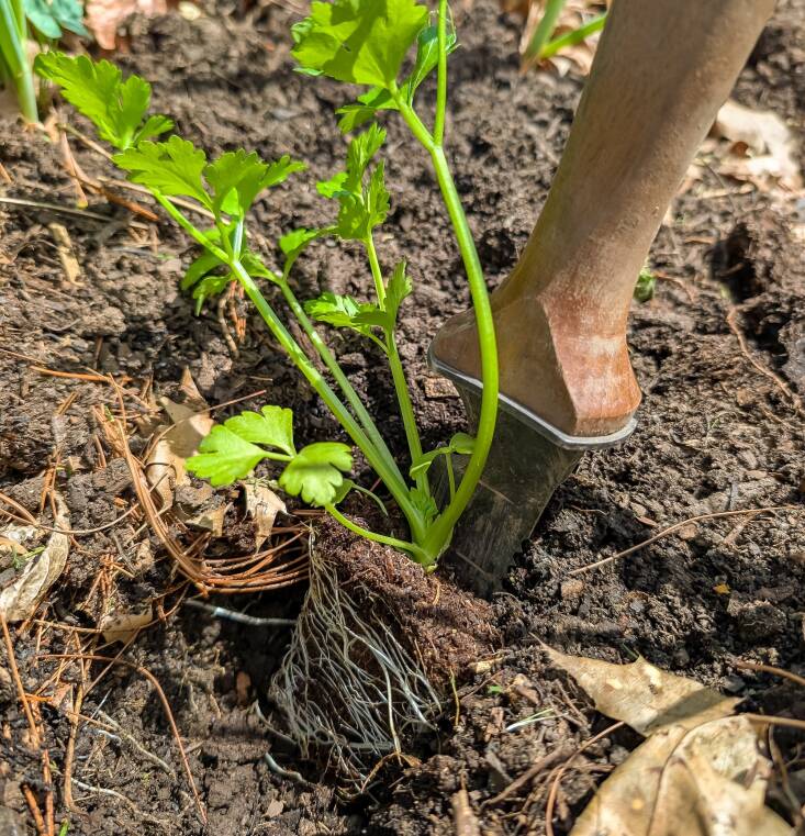 The hole you dig should match the soil depth of the seedling.