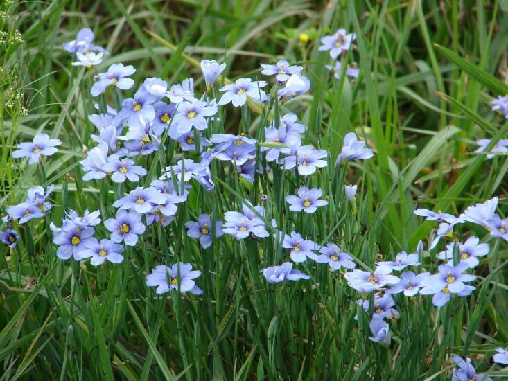 Blue-eyed Grass Photograph by K. Draper via Wild Cherry Farm.