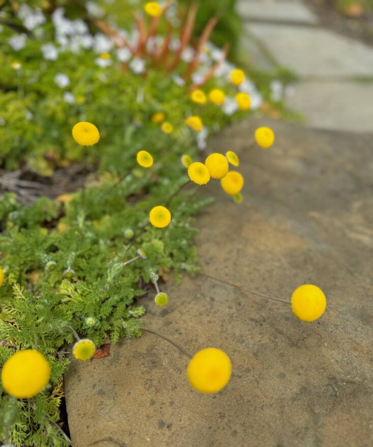 Cotula lineariloba