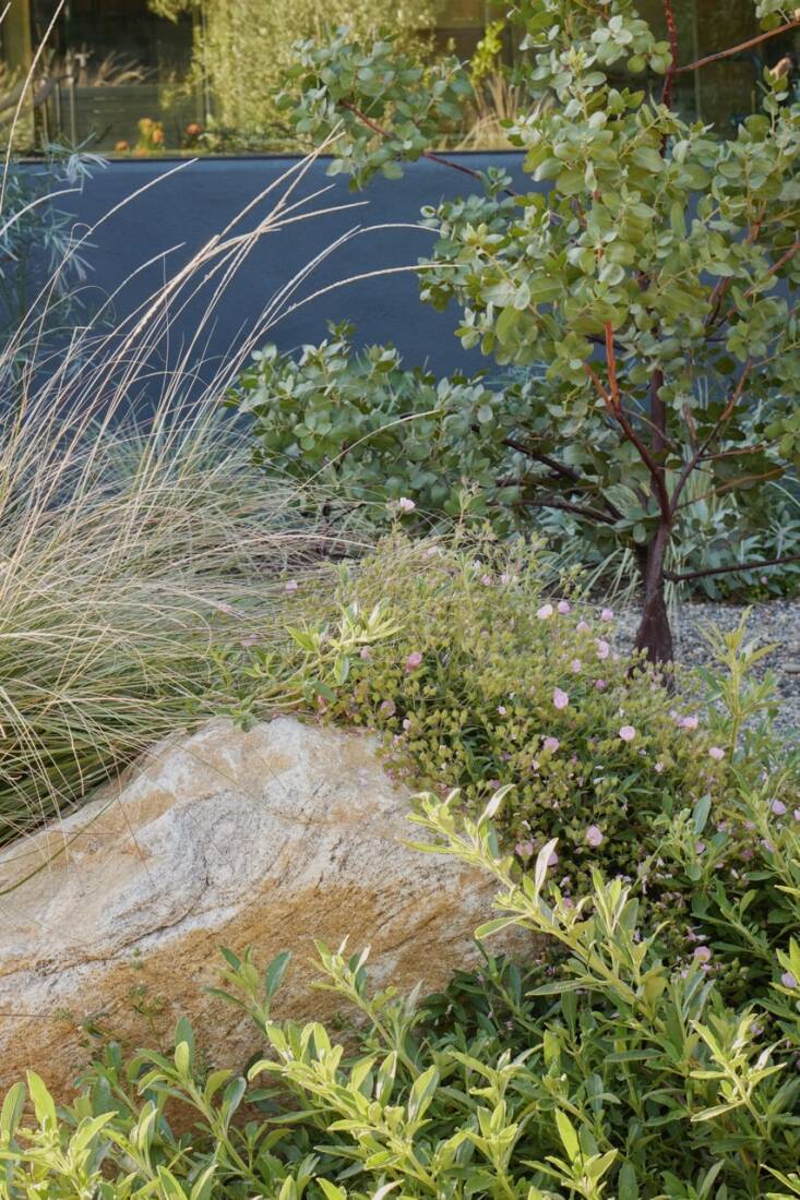 Plantings surround a boulder in a Fi Campbell garden. Photograph by Caitlin Atkinson.
