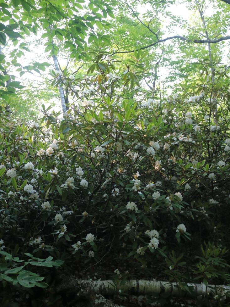 Great laurel at Harvey Butler. Photograph by Elizabeth Brown.