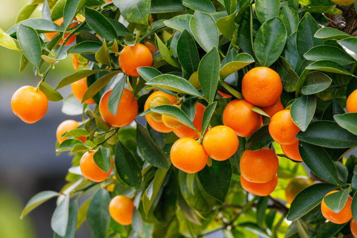 The trees tend to bear abundant fruit. Photograph by Lesley B. via Flickr.