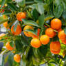 The Citrus Tree I Didn't Know I Needed: Kumquat