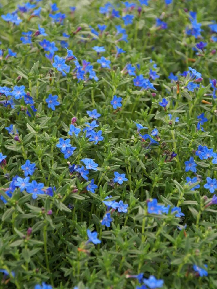  Above; The most popular Lithodora are cultivars of Lithodora diffusa: &#8\2\16;Grace Ward&#8\2\17; is a widely available and attractive groundcover with deep blue flowers; \$\14.95 Bluestone Perennials. Other well-known cultivars include &#8\2\16;White Star&#8\2\17;, &#8\2\16;Blue Star&#8\2\17;, and &#8\2\16;Heavenly Blue&#8\2\17;.
