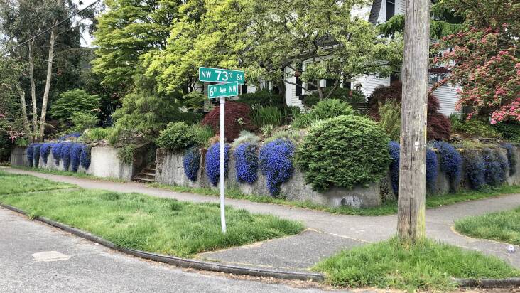 Lithodora spilling over a retaining wall in Seattle. Photograph by James Michael Thomas via Flickr.