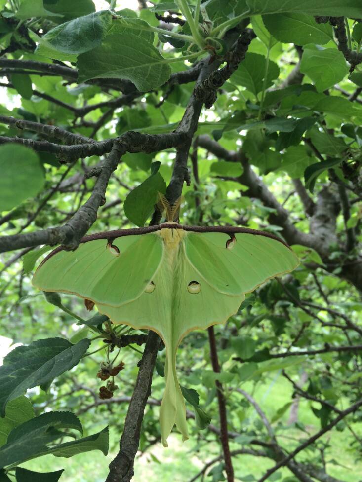 Look for Luna moths hovering around the woodland edges at twilight. Adult moths do not feed during their brief time they’re alive, but live, hopefully long enough, to attract a mate and procreate, which they do at night. Photograph by Melissa Ozawa.