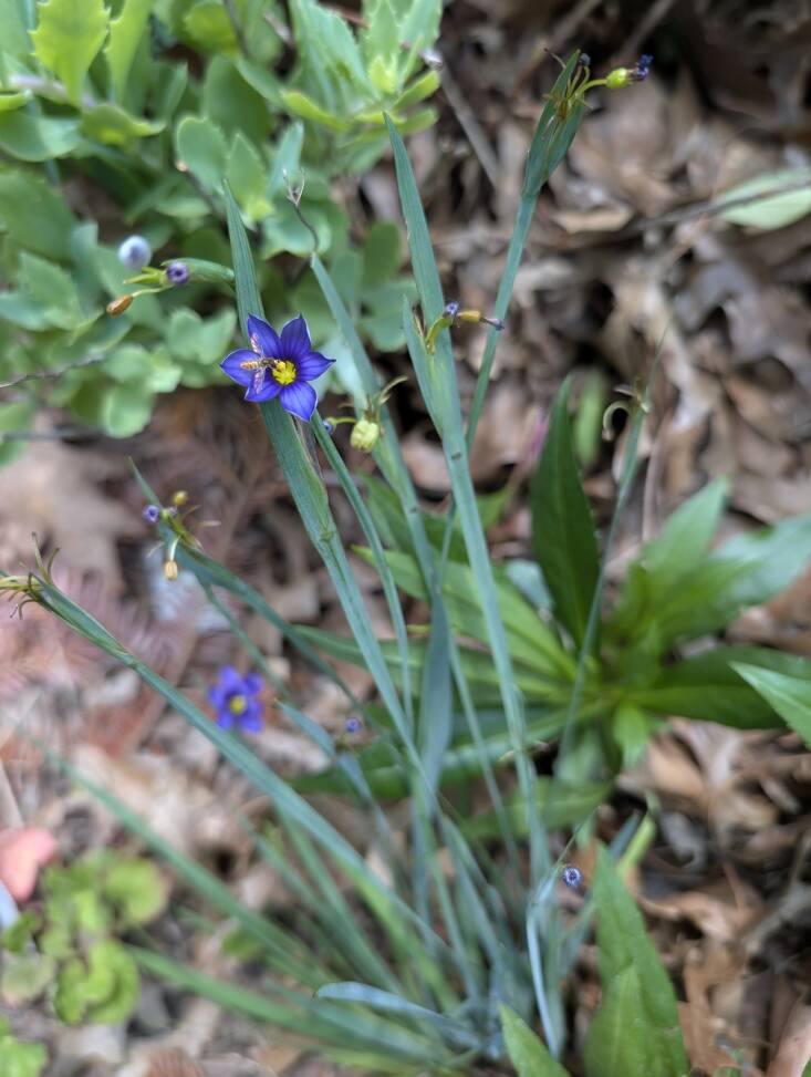 A young Sisyrinchium angustifolium &#8\2\16;Lucerne&#8\2\17; in my garden. Photograph by Joy Yagid.  