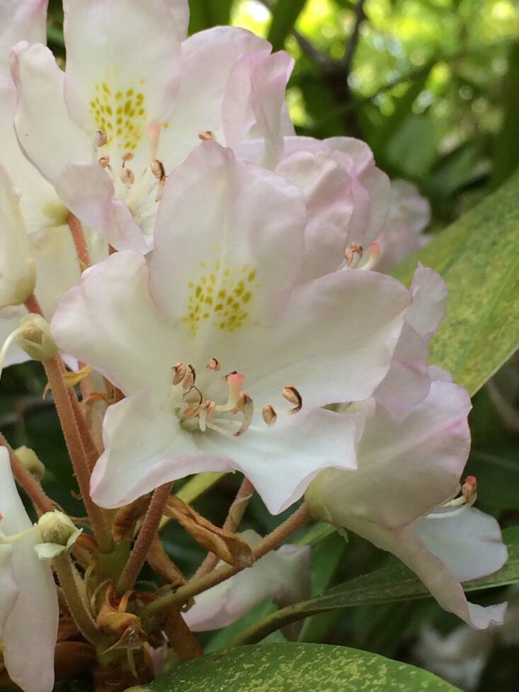 Pink-tinged flowers. Photograph by Erik Sechler, courtesy of Native Plant Trust.