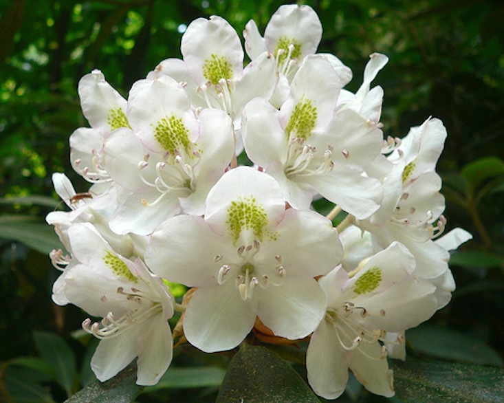 Rhododendron maximum&#8\2\17;s flowers attract pollinators. Photograph by Arx Fortis via Wikimedia.