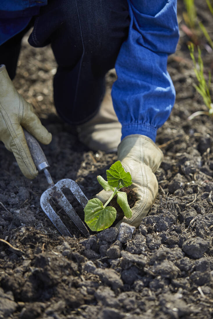 Denton Reserve is committed to removing chemicals, fertilizers, herbicides, and pesticides estate-wide. Moving away from acres of sheep-covered grassland, a hay meadow has been seeded to enhance biodiversity and encourage the return of key species like yellow rattle.