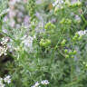 13 Favorites: Herbs that Thrive in Shade