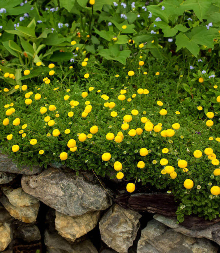 Photograph via Annie\2\17;s Annuals & Perennials.